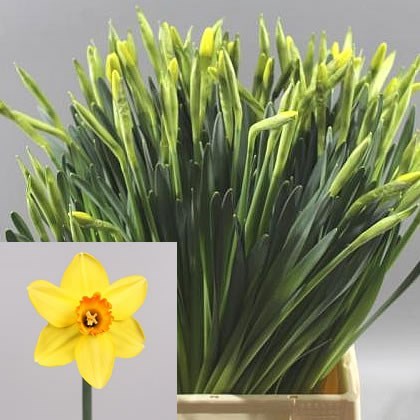 NARCISSUS PINZA