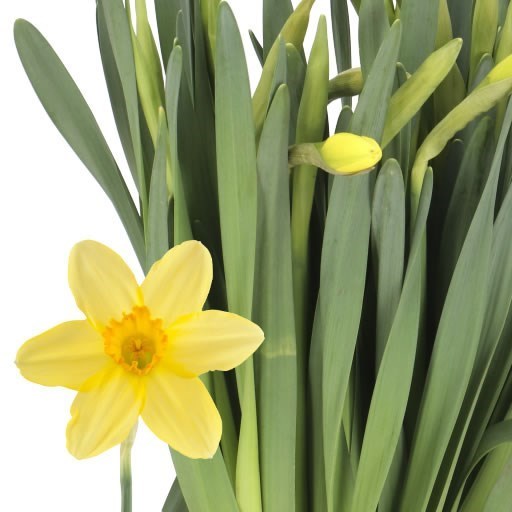 NARCISSUS - PINZA