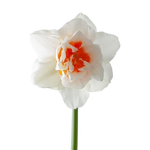 NARCISSUS - ROMANTIC PARADISE