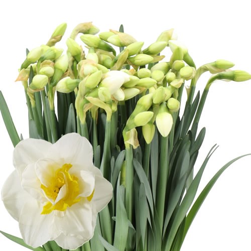 NARCISSUS - SALOU