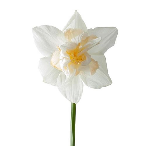 NARCISSUS - SNOW PARADISE