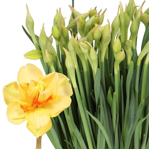 NARCISSUS - TAHITI