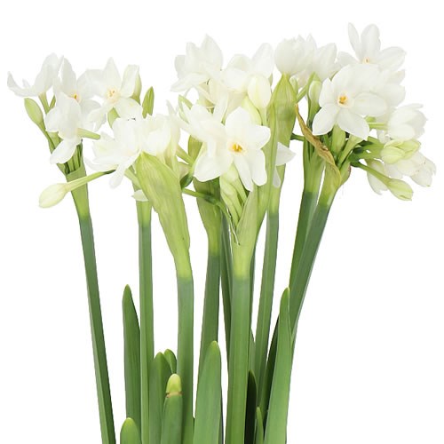 NARCISSUS - TAZETTA ZIVA (PAPERWHITES)