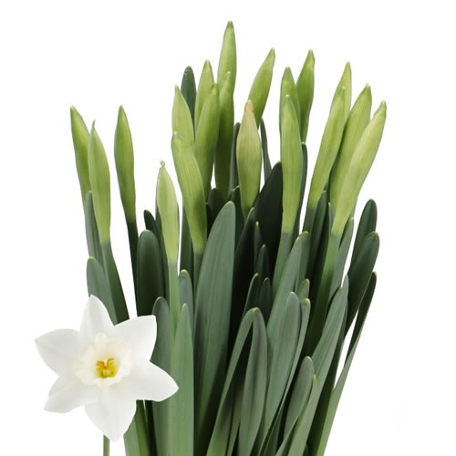 NARCISSUS - WEDDING BELL