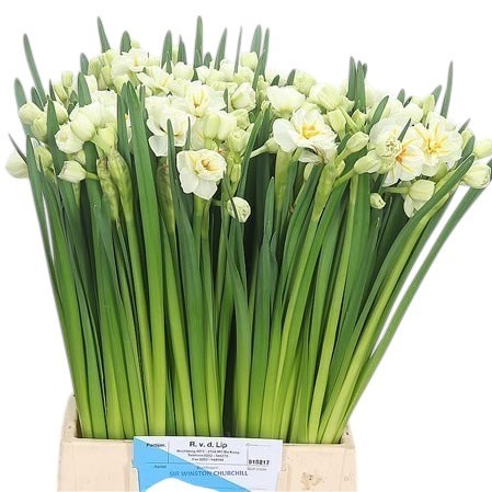 NARCISSUS - WINSTON CHURCHILL