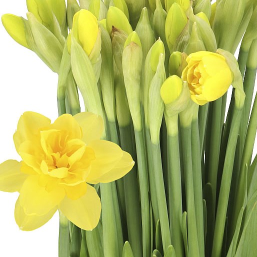 NARCISSUS - YELLOW PARADISE