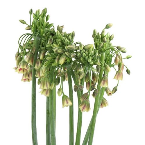 NECTAROSCORDUM SICULUM BULGAR