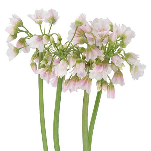 NECTAROSCORDUM SWEETY