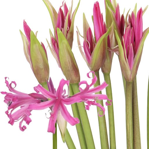 NERINE BELLADIVA ANASTASIA