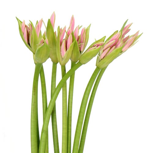 NERINE BELLADIVA EMANUELLE
