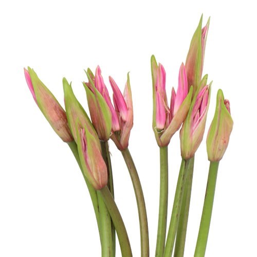 NERINE BELLADIVA PARIS