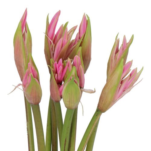 NERINE BELLADIVA SMILLA