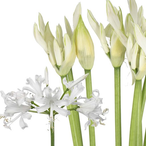 NERINE BIANCA PERLA