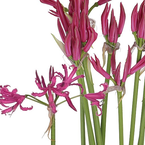NERINE FAVORIET