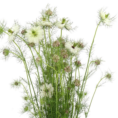 NIGELLA DAMASCENA ARTIST WHITE