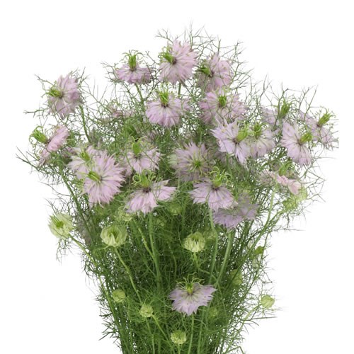 NIGELLA DAMASCENA BABY PINK