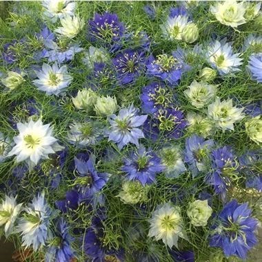 NIGELLA DAMASCENA BLUE