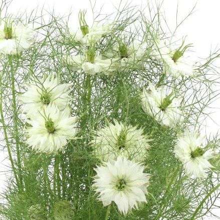 NIGELLA DAMASCENA BRIDAL WHITE