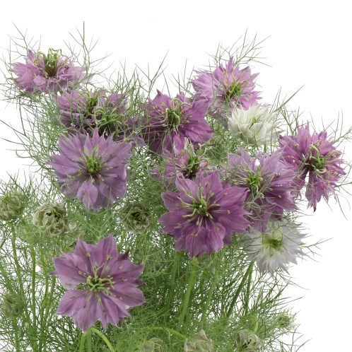 NIGELLA DAMASCENA BUBBLE GUM
