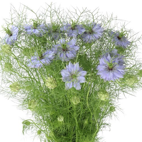 NIGELLA DAMASCENA CLOUD LAVENDER