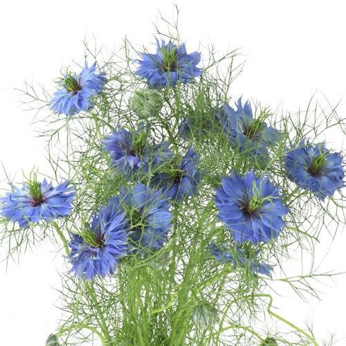 NIGELLA DAMASCENA DEEP SEA BLUE