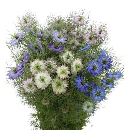 NIGELLA DAMASCENA MIX