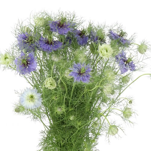 NIGELLA DAMASCENA PURPLE RAIN