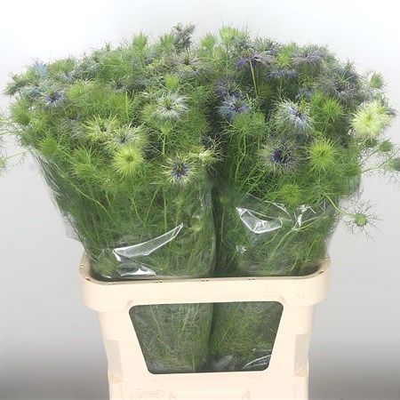 NIGELLA DAMASCUS ARTISTIC BLUE