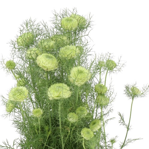 NIGELLA DOUBLE DEUCE