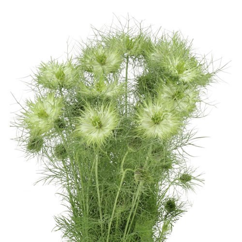 NIGELLA GREEN DREAM