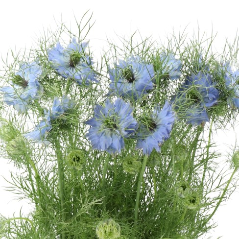 NIGELLA MYSTERY BLUE