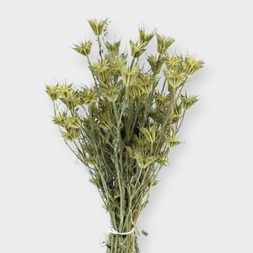 Nigella Orientalis (Dried)