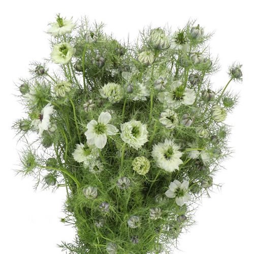 NIGELLA WHITE