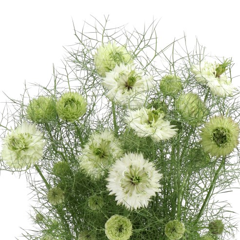 NIGELLA YELLOW/GREEN