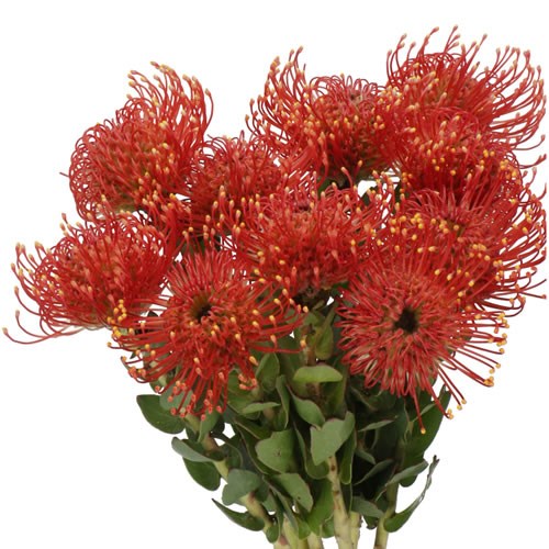 LEUCOSPERMUM RAZIYA