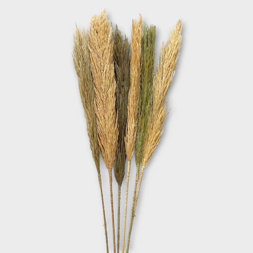 Nanal Grass Assortment (x6)