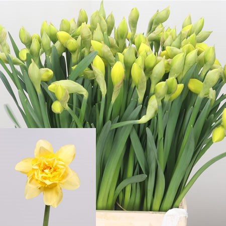 Narcissus - Dick Wilden