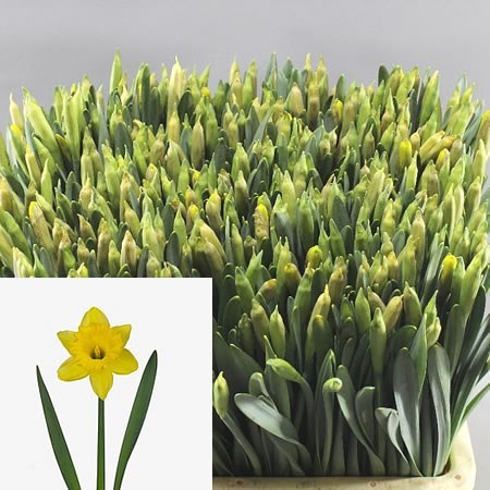 Narcissus Dutch Master