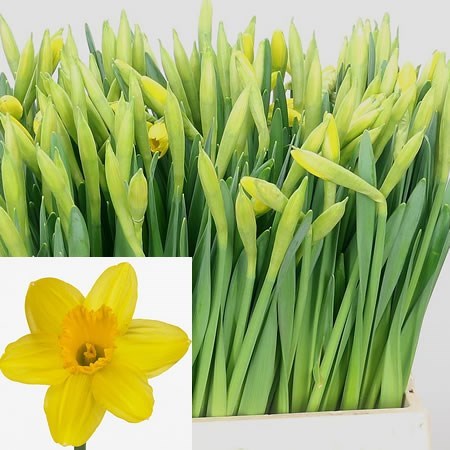 Narcissus - Gigantic Star