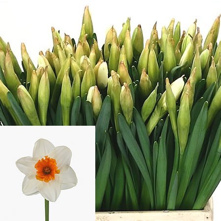 Narcissus Johan Strauss