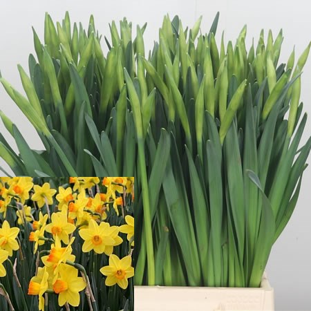 Narcissus Pinza