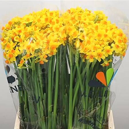Narcissus Sole  D'Or