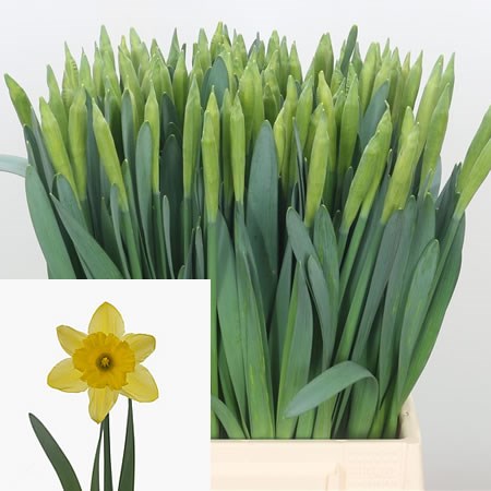 Narcissus Standard Value