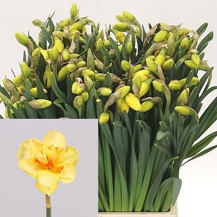 Narcissus Tahiti