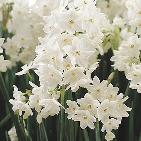 Narcissus - Tazetta Ziva