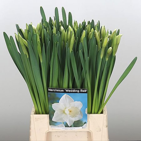 Narcissus Wedding Bell