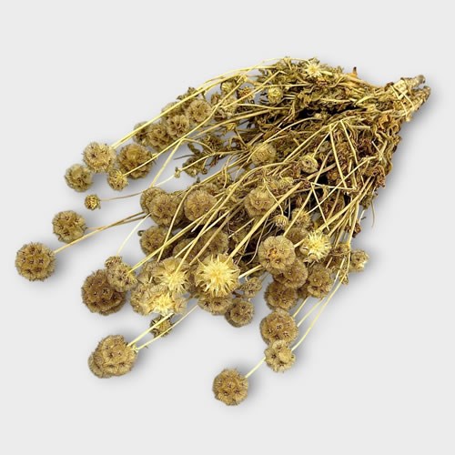 Scabious Natural (Dried)