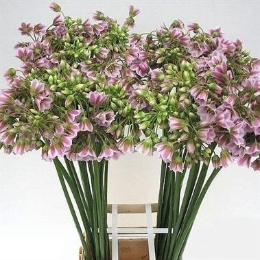 Nectaroscordum Siculum