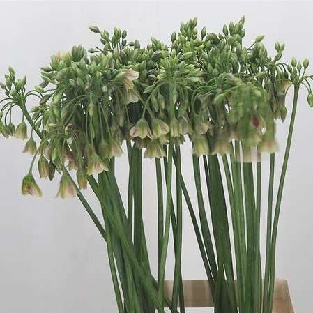 Nectaroscordum Siculum