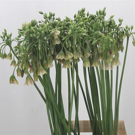 Nectaroscordum Siculum